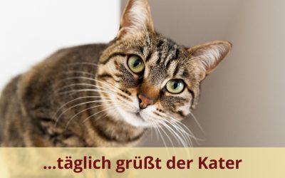…und täglich grüßt der Kater