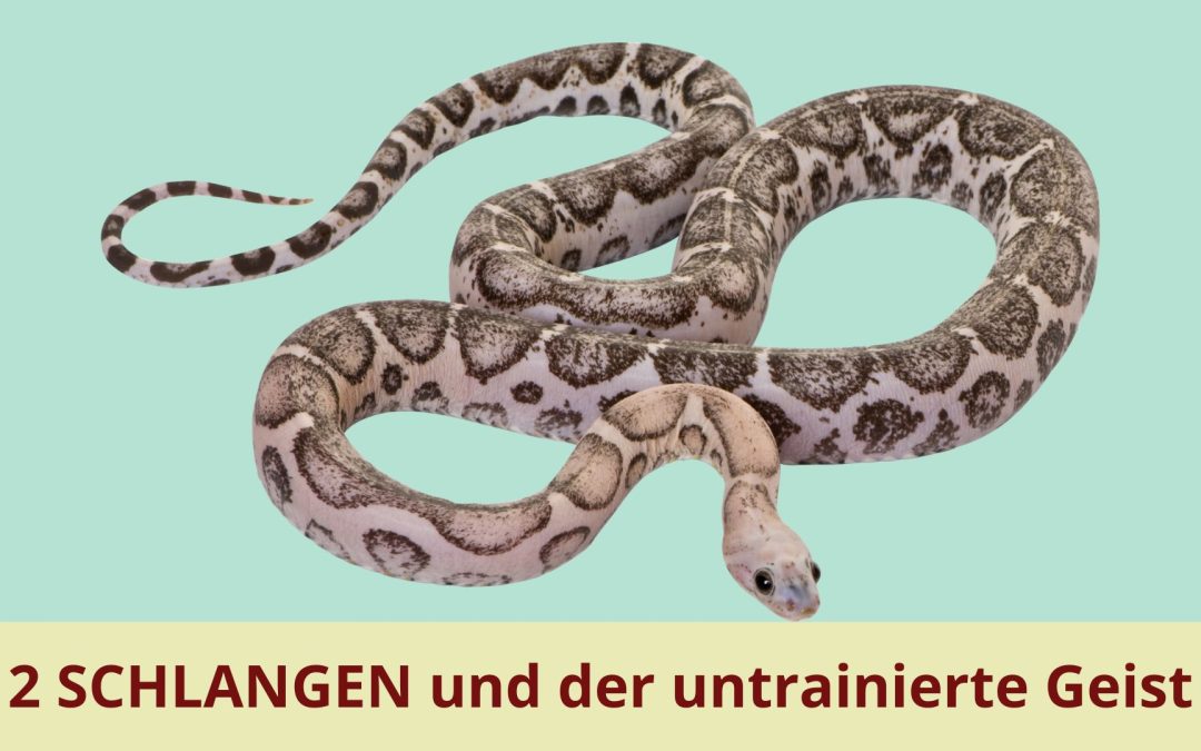Zwei Schlangen und der untrainierte Geist